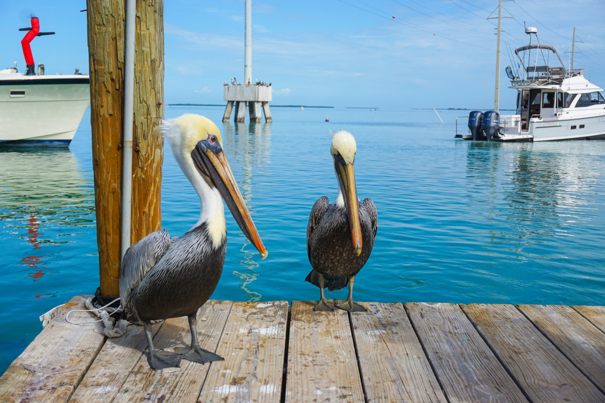 Fun things to do in Islamorada, Florida besides fishing